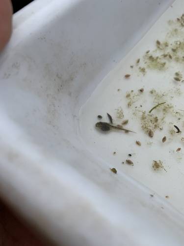 iNaturalist observation photo of Pacific chorus frog