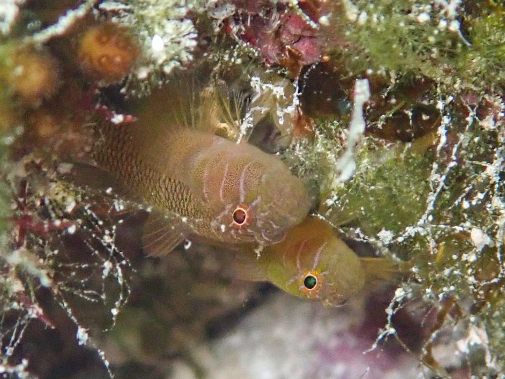 Brick Goby