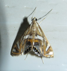 Margarosticha euprepialis