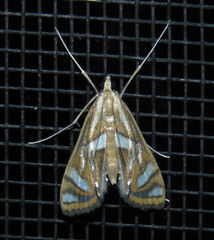 Margarosticha euprepialis