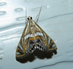 Margarosticha euprepialis