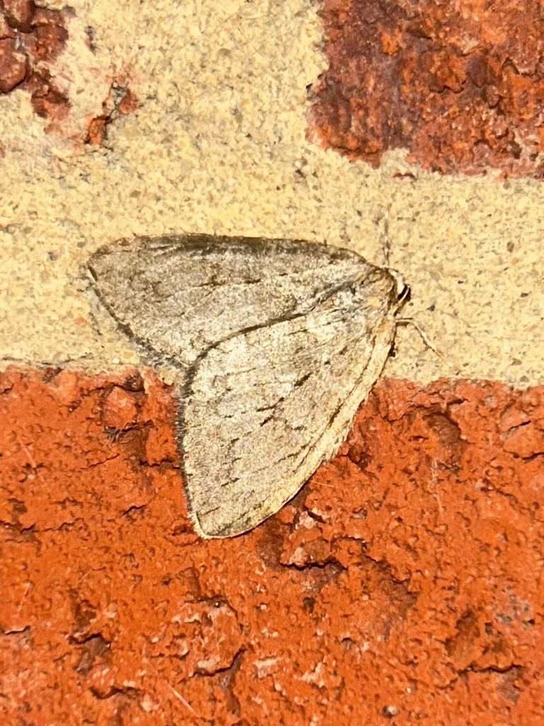 Epirrita from Eglingham Way, Morpeth, England, GB on October 30, 2023