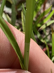 Carex triangularis