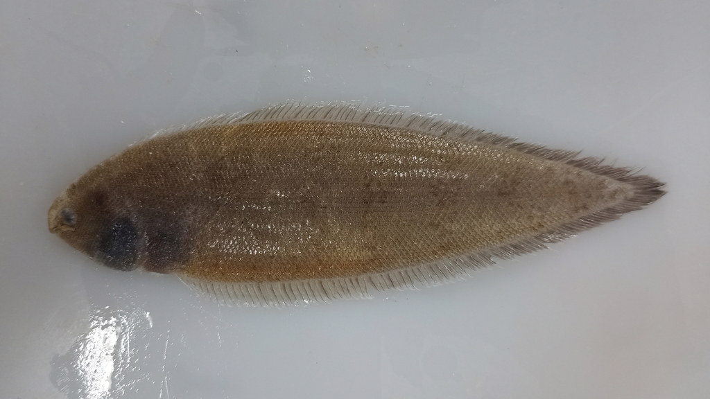 Tessellated Tonguefish