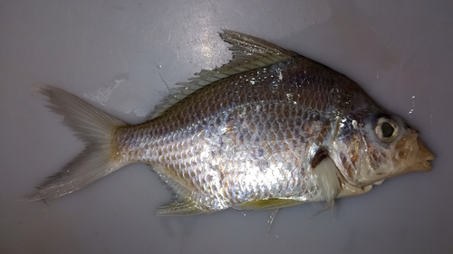 Brazilian mojarra (Eugerres brasilianus) — Gerreidae — 5