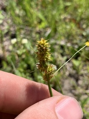 Carex triangularis