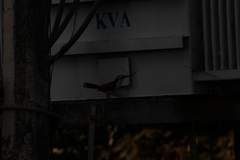 Campylorhynchus chiapensis