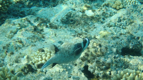 Masked Puffer (Arothron diadematus)