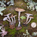 Clitocybe metachroa - Photo (c) Mike Potts, alguns direitos reservados (CC BY-NC-ND), uploaded by Mike Potts