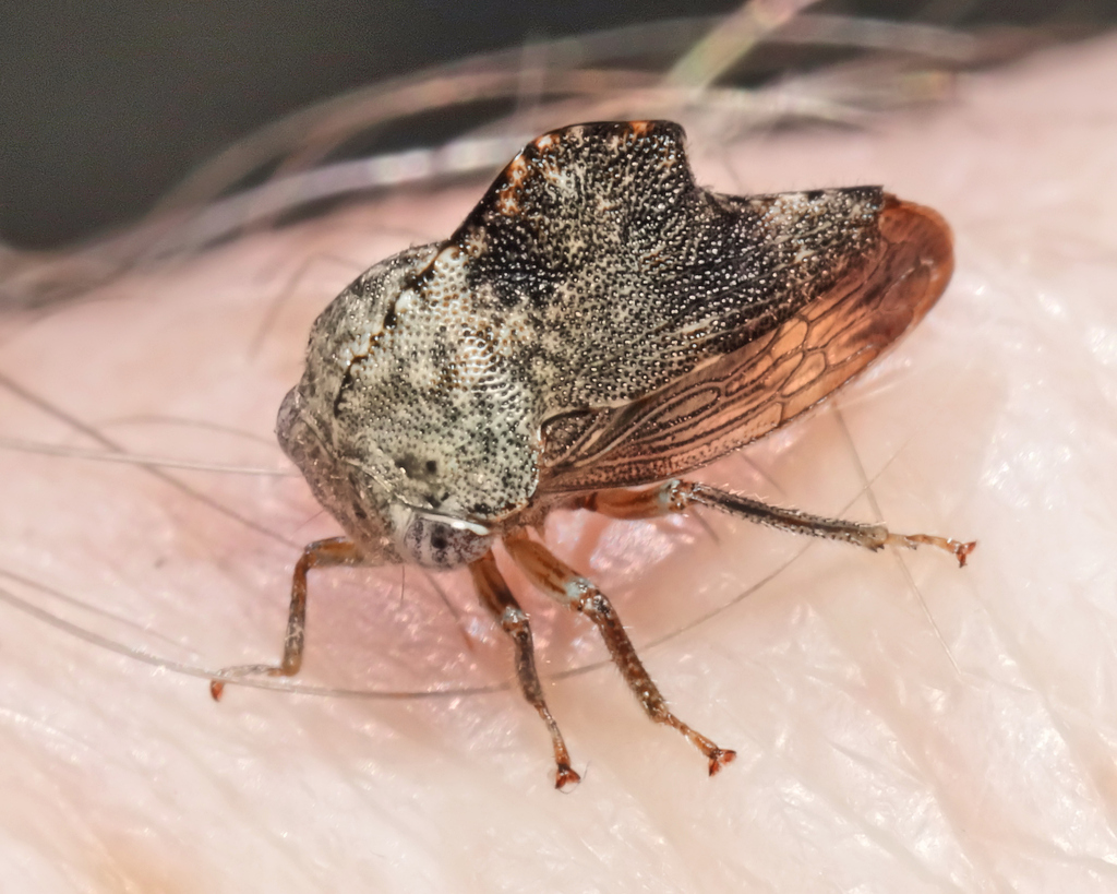 Telamona reclivata