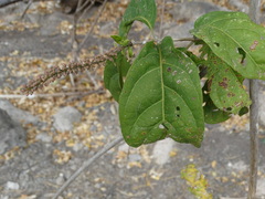 Combretum fruticosum