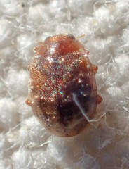Scymnus nebulosus