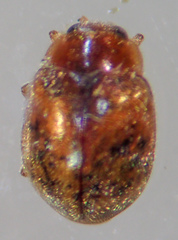 Scymnus nebulosus