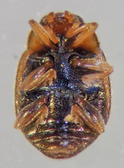 Scymnus nebulosus