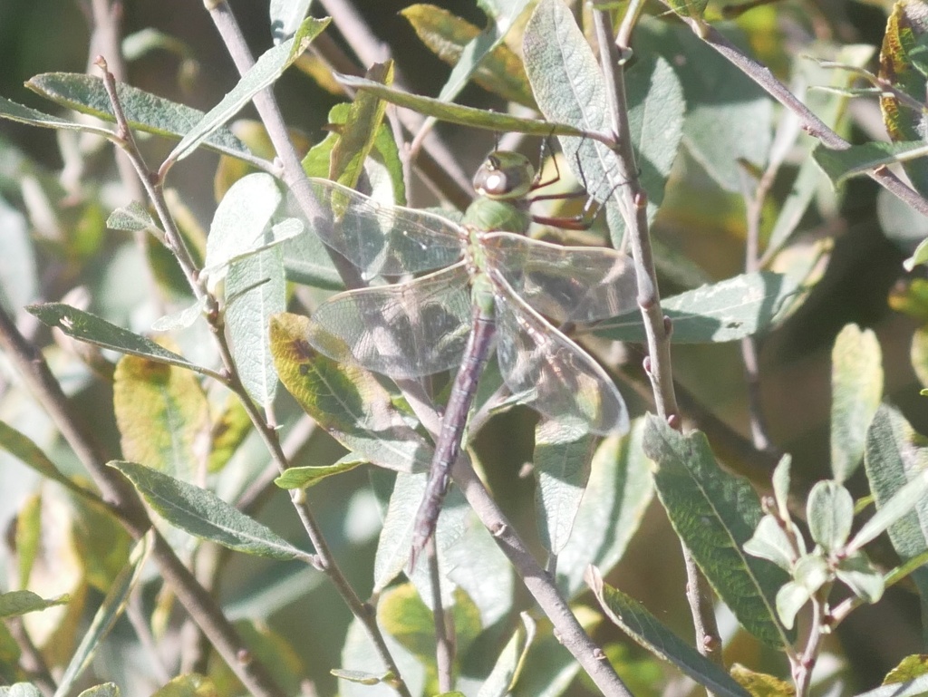 Common green darner (Anax junius)