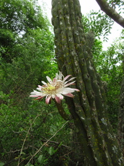 Stetsonia coryne