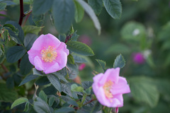 Rosa glabrifolia