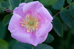 Rosa glabrifolia