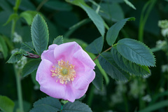 Rosa glabrifolia