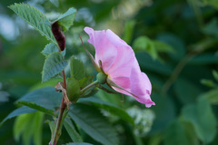 Rosa glabrifolia