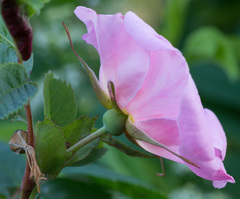 Rosa glabrifolia