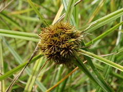Cyperus odoratus odoratus