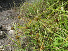 Cyperus odoratus odoratus