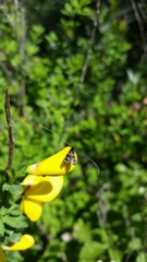 Adela septentrionella