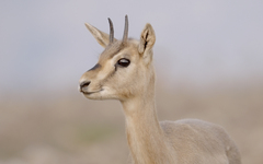 Mountain Gazelle photo 2