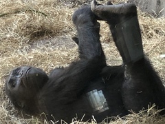 Gorilla