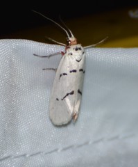 Enaemia atrolinea