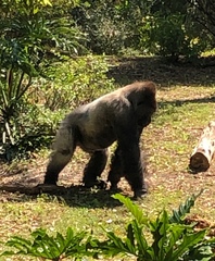 Gorilla gorilla