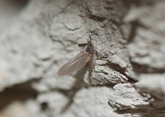 Leptohyphidae