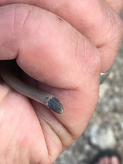 Tantilla hobartsmithi