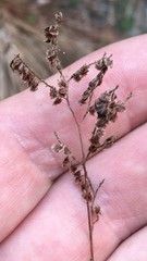 Polygonella polygama polygama