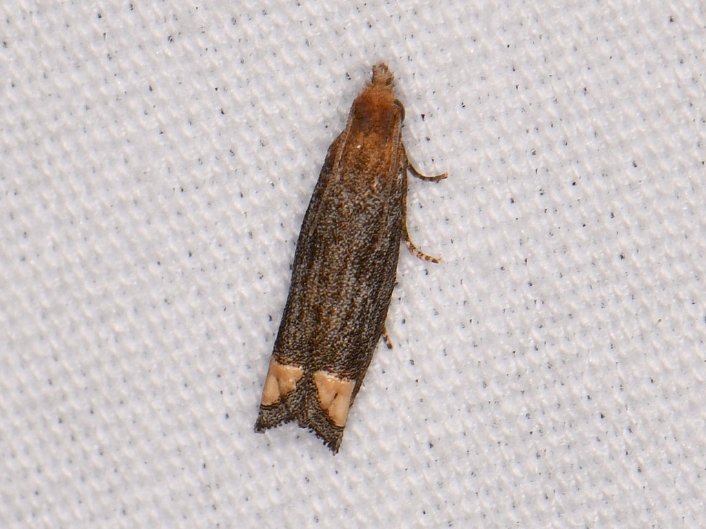 Suleima mendaciana