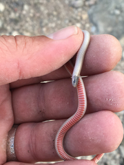 Tantilla hobartsmithi