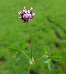 Trifolium variegatum