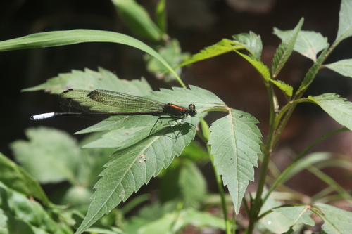Caliphaea consimilis