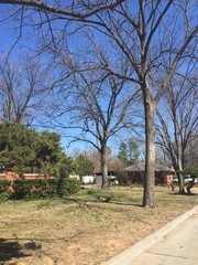 Melanerpes carolinus