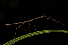 Carausius sechellensis