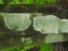 Arthoniomycetes