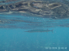 Platybelone argalus