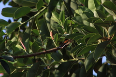 Campylorhynchus chiapensis