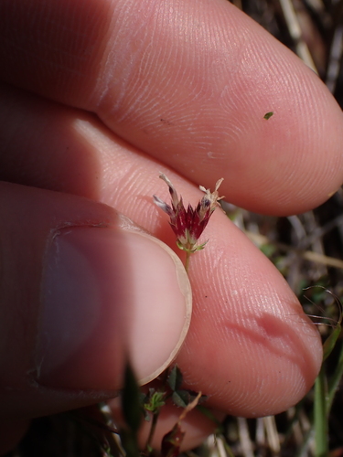 Image of Trifolium oliganthum by no rights reserved
