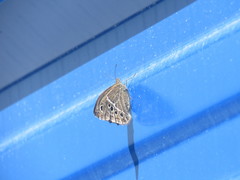 Pampasatyrus gyrtone