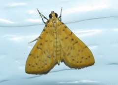 Conogethes