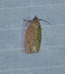 Phaecasiophora inspersa