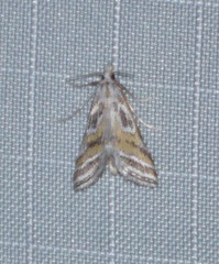 Leptosteges parthenialis