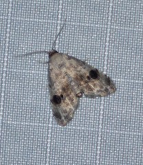 Abablemma duomaculata